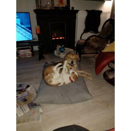 Ontzettend lief en mooi puppy