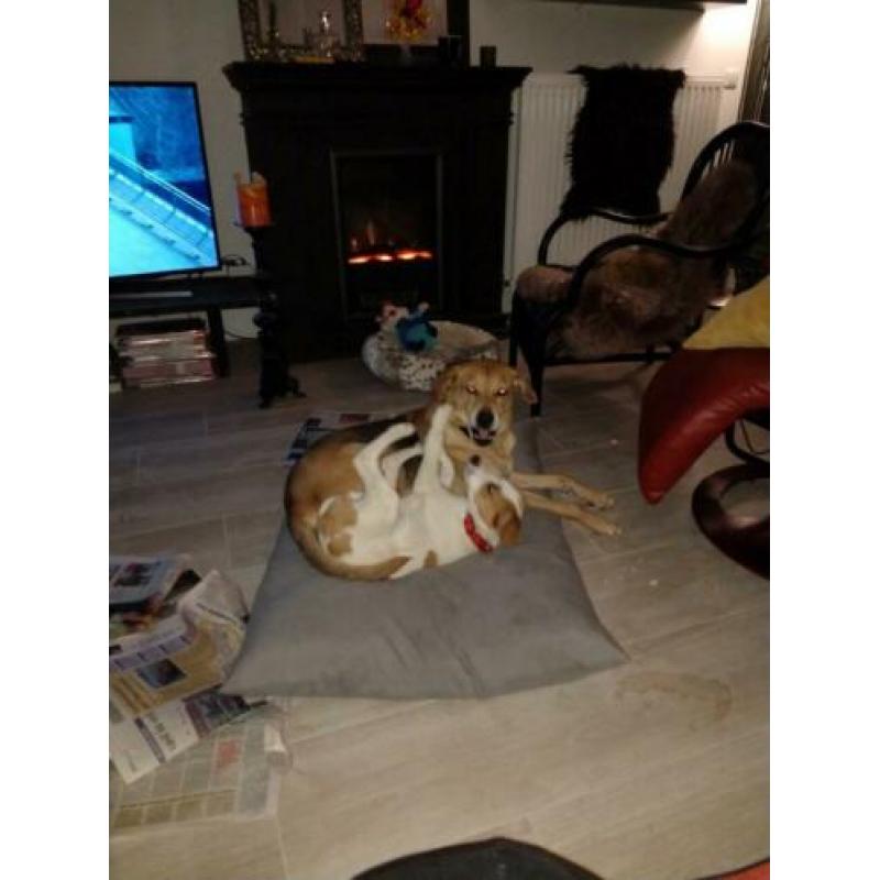 Ontzettend lief en mooi puppy