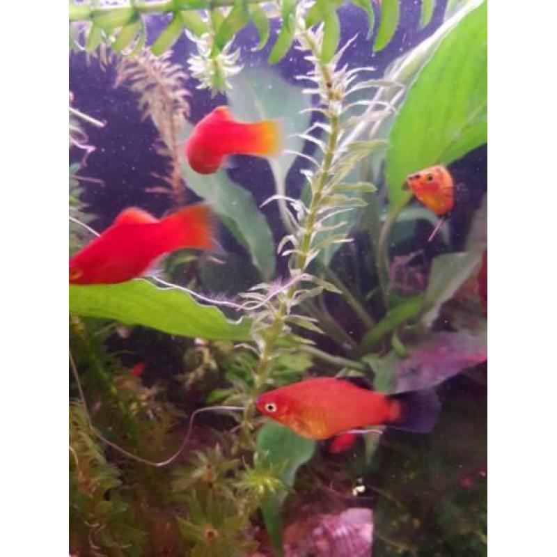 superfish aquarium
