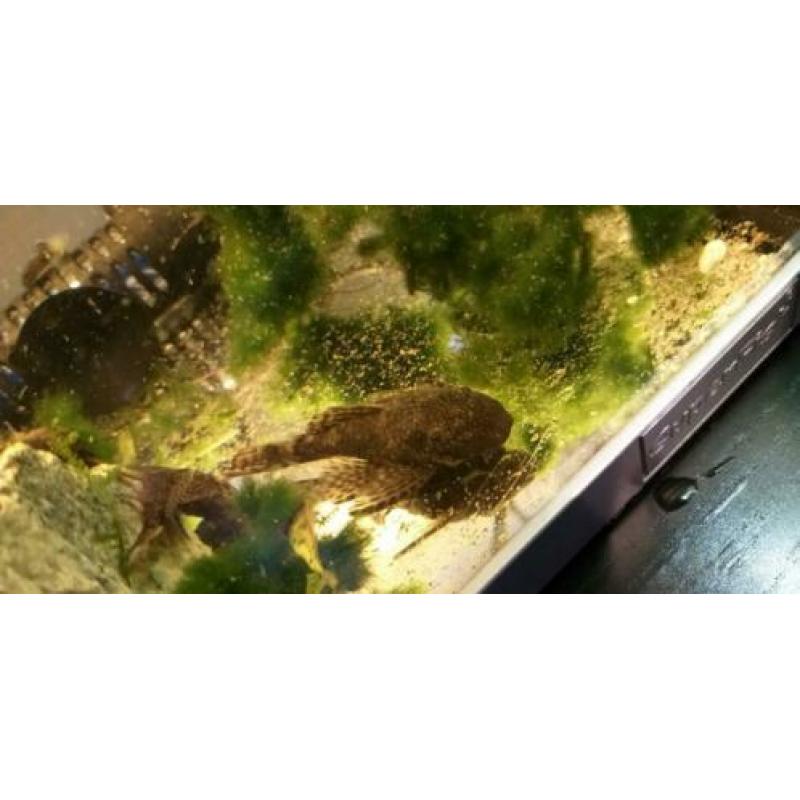 Algeneter, borstelmeerval, pleco