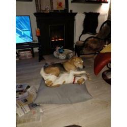 Ontzettend lief en mooi puppy