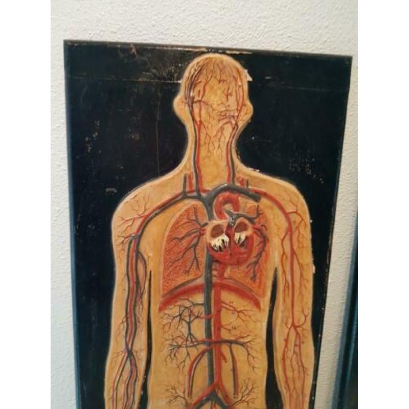 oud anatomisch model menselijk lichaam bloedsomloop antiek