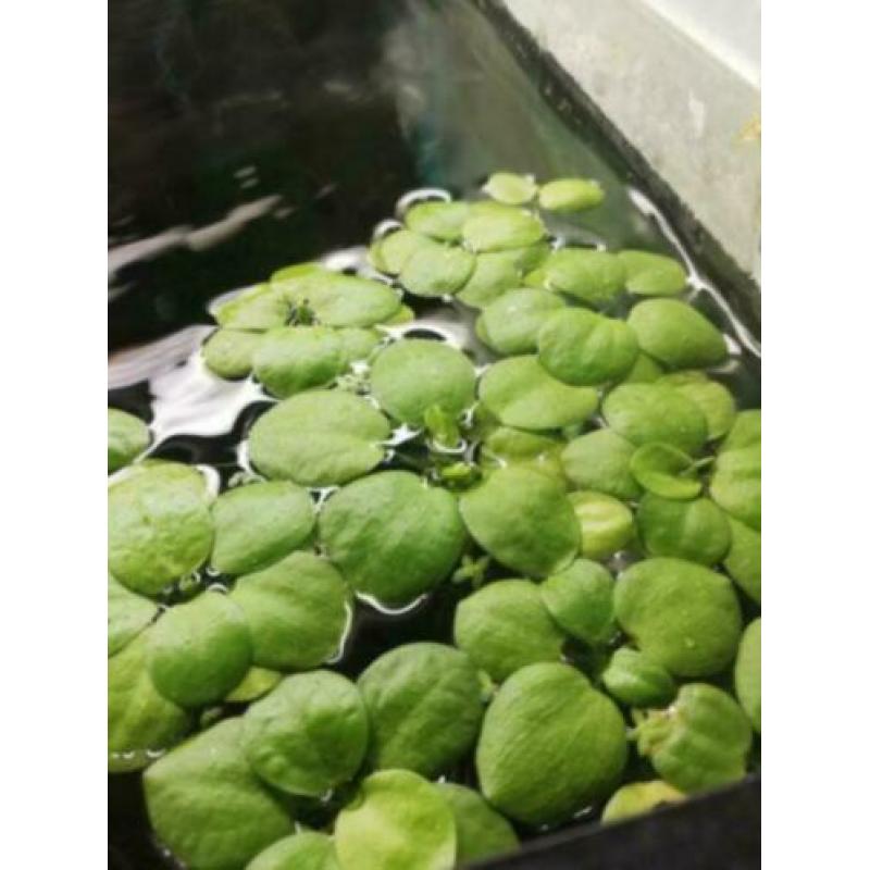Slakken mossen planten Vanaf € 2,50