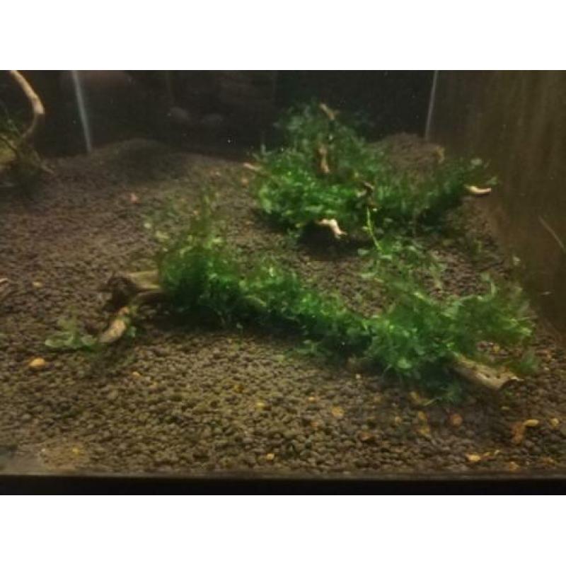 Slakken mossen planten Vanaf € 2,50