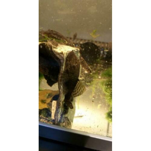 Algeneter, borstelmeerval, pleco