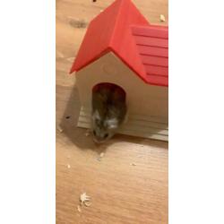 Hamster