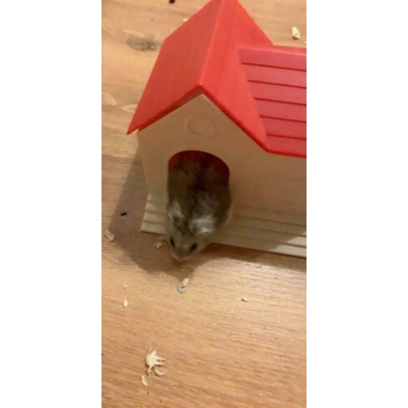 Hamster