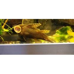 Algeneter, borstelmeerval, pleco