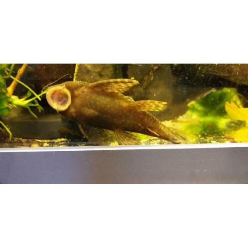 Algeneter, borstelmeerval, pleco