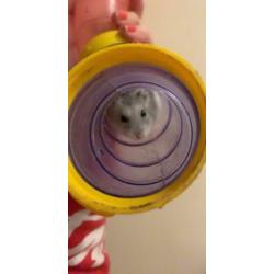 Hamster