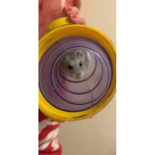 Hamster