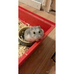 Hamster