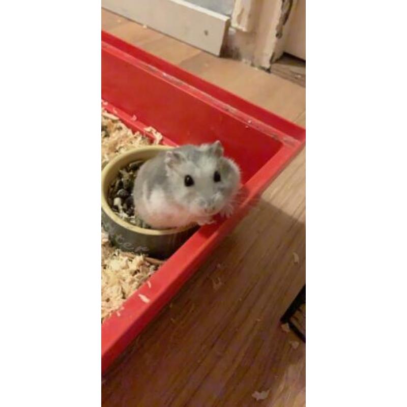 Hamster