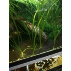 Slakken mossen planten Vanaf € 2,50