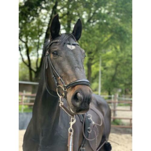 Super braaf dressuurpaard