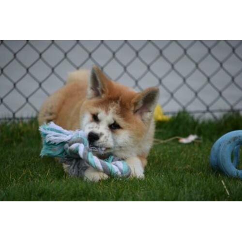 Akita inu pups ruime keuze alle kleuren