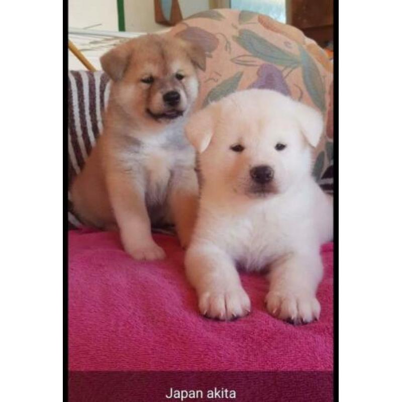 Akita inu pups ruime keuze alle kleuren