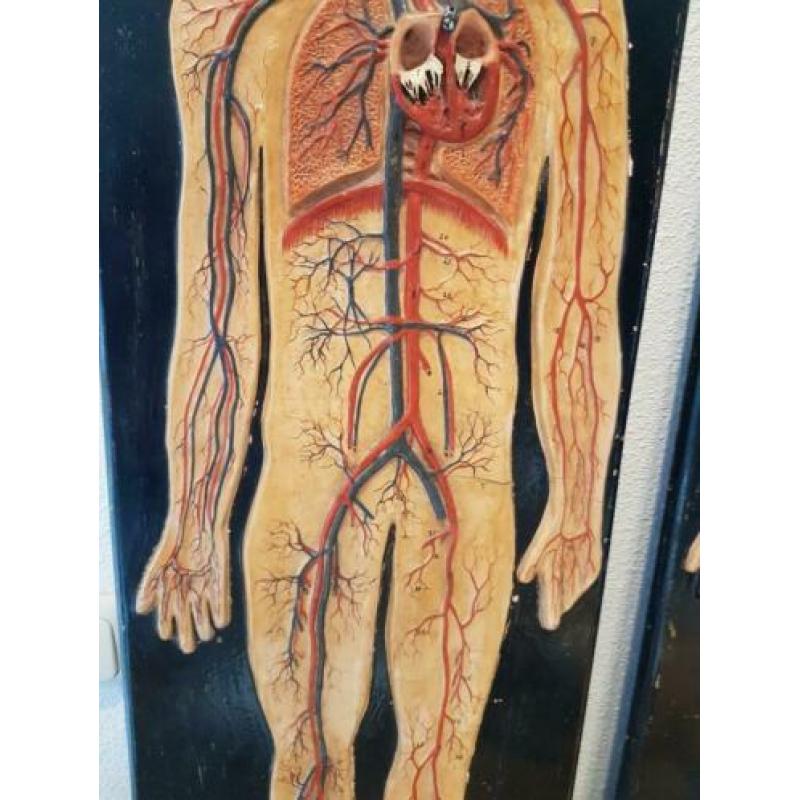 oud anatomisch model menselijk lichaam bloedsomloop antiek