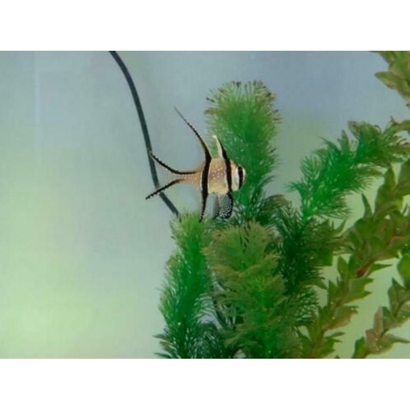 Zoutwater aquarium