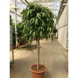 Ficus 'amstel King' 250-260cm - Stam Gevlochten art46542