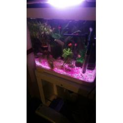 superfish aquarium