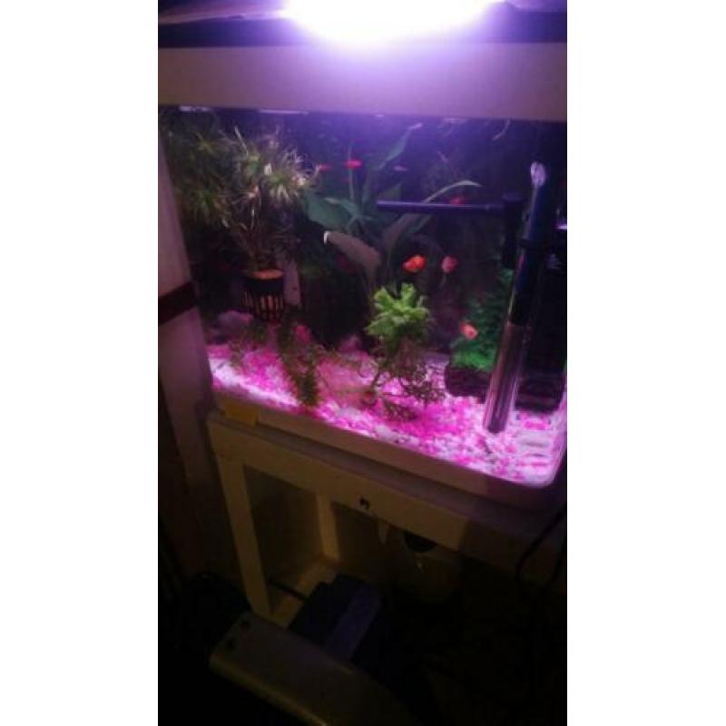 superfish aquarium