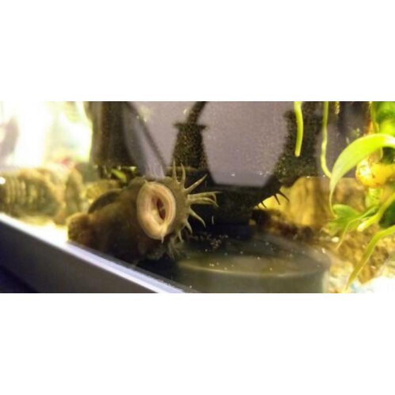Algeneter, borstelmeerval, pleco