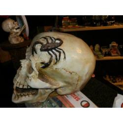 Polyester skelethoofd groot 50 cm