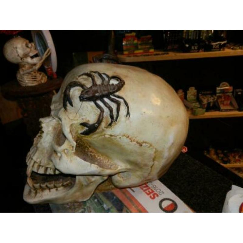 Polyester skelethoofd groot 50 cm