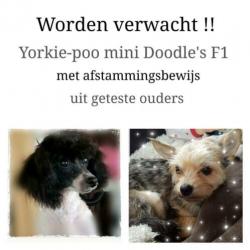 Nest aankondiging Mini Doodle's