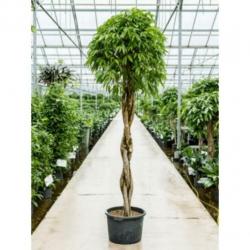 Ficus 'amstel King' 250-260cm - Stam Gevlochten art46542