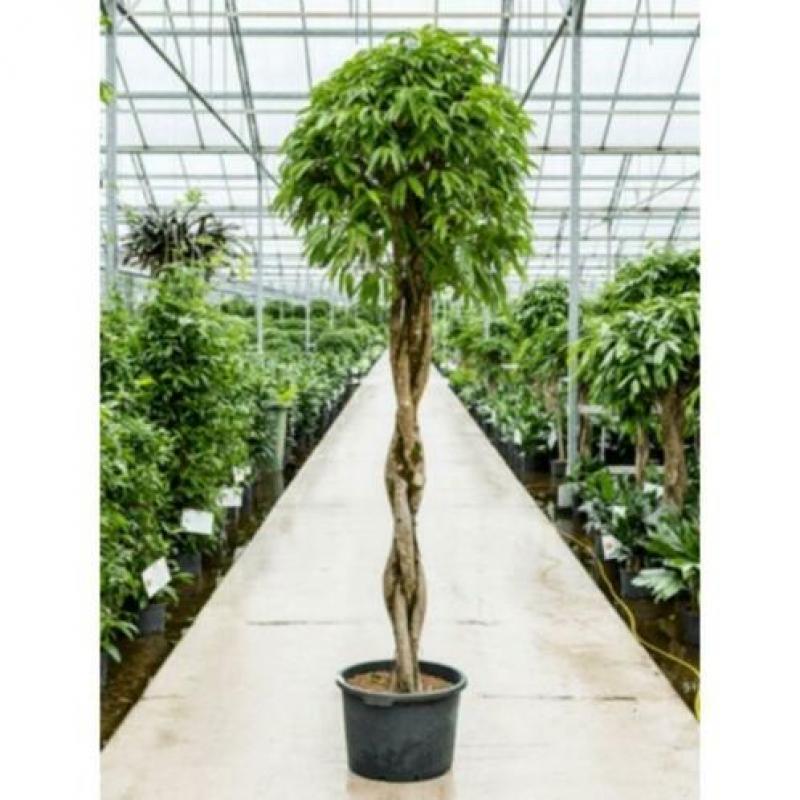 Ficus 'amstel King' 250-260cm - Stam Gevlochten art46542