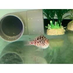 Zoutwater aquarium