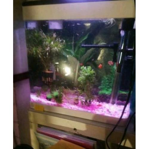 superfish aquarium