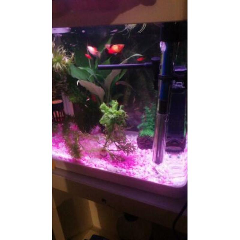 superfish aquarium