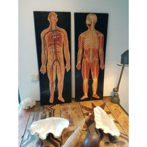 oud anatomisch model menselijk lichaam bloedsomloop antiek