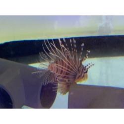 Zoutwater aquarium