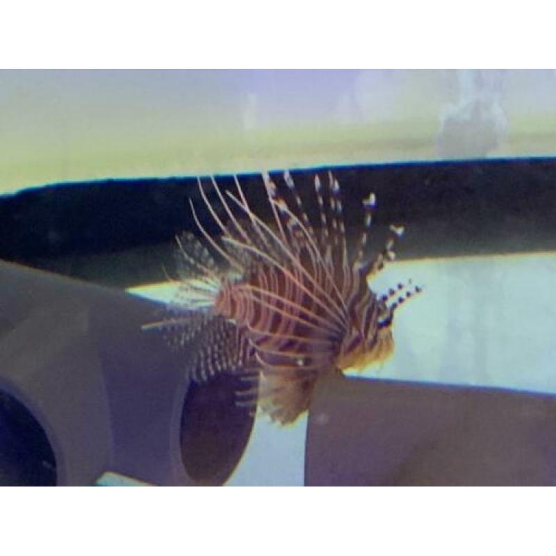 Zoutwater aquarium