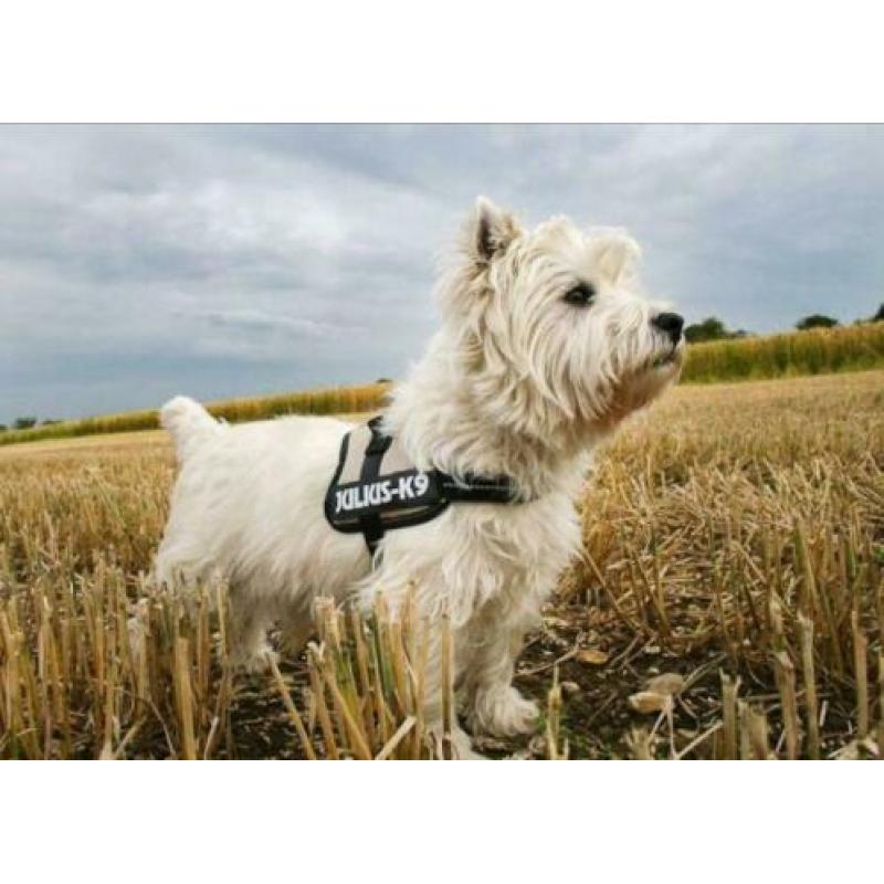 Julius K9 Powertuig/Harnas - Zwart - S - 49-67 cm