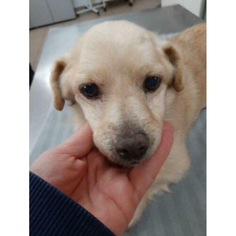 Rescani Santa ter adoptie