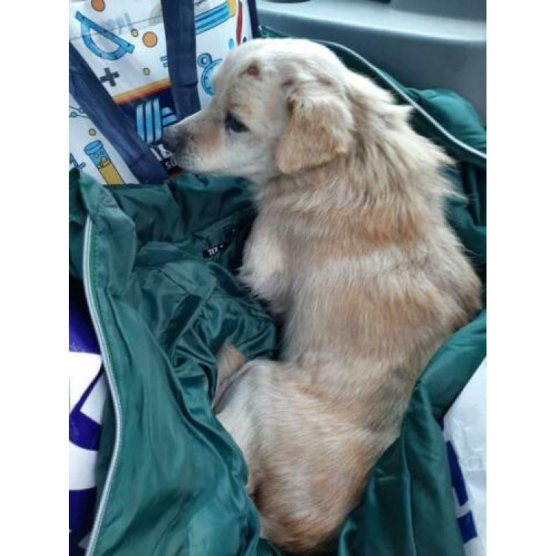 Rescani Santa ter adoptie