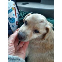 Rescani Santa ter adoptie