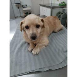 Rescani Santa ter adoptie