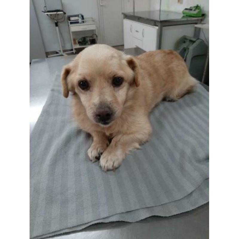Rescani Santa ter adoptie