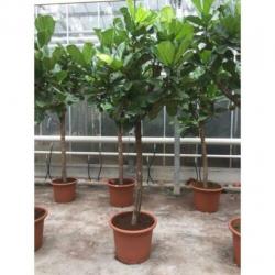 Ficus Lyrata - Vioolplant 715-725cm art11498