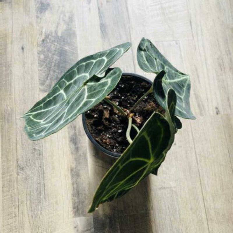 Anthurium Clarinervium