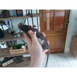 3 zwarte rattery dames