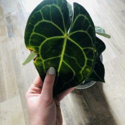 Anthurium Clarinervium