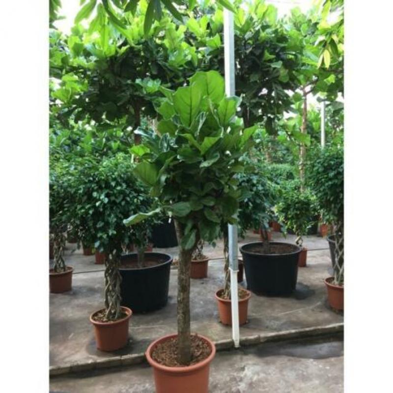 Ficus Lyrata - Vioolplant 715-725cm art11498