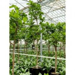Ficus Lyrata - Vioolplant 390-400cm art42915